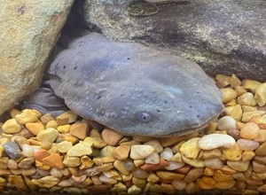 IC Hellbender Project