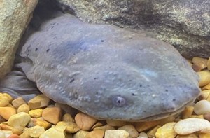 IC Hellbender Naming Contest